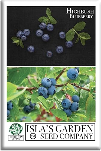Semillas de arándano Highbush (variedades del norte y del sur) - Más de 300 semillas sin OMG y reliquias, Vaccinium corymbosum, paisajes comestibles