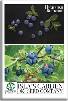 Highbush Blueberry Seeds Northern & Southern Varieties 300+ Non-GMO & Heirloom Seeds, Vaccinium corymbosum, Sweet Perennial Shrub Edible Landscapes, by Islas Garden Seeds, Gift Idea Home Gardens