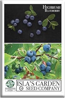 Highbush Blueberry Seeds (Northern & Southern Varieties) – 300+ Non-GMO & Heirloom Seeds, Vaccinium corymbosum, Sweet Perennial Shrub Edible Landscapes, by Isla’s Garden Seeds, Gift Idea Home Gardens