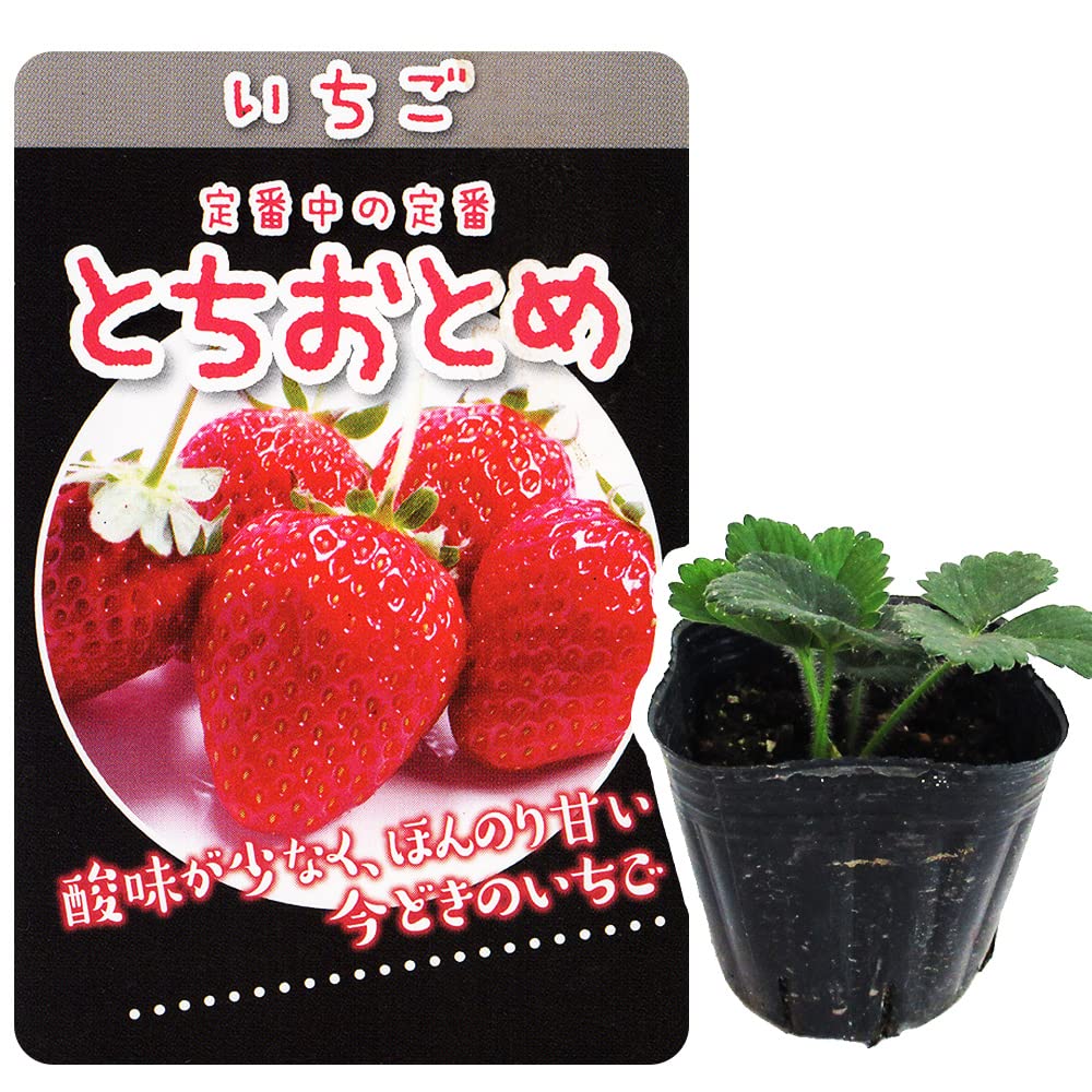 50本　イチゴ　苗　とちおとめ　苺 いちご苗 とちおとめ 6株 / 家庭菜園 イチゴ苗 苺苗 イチゴの苗