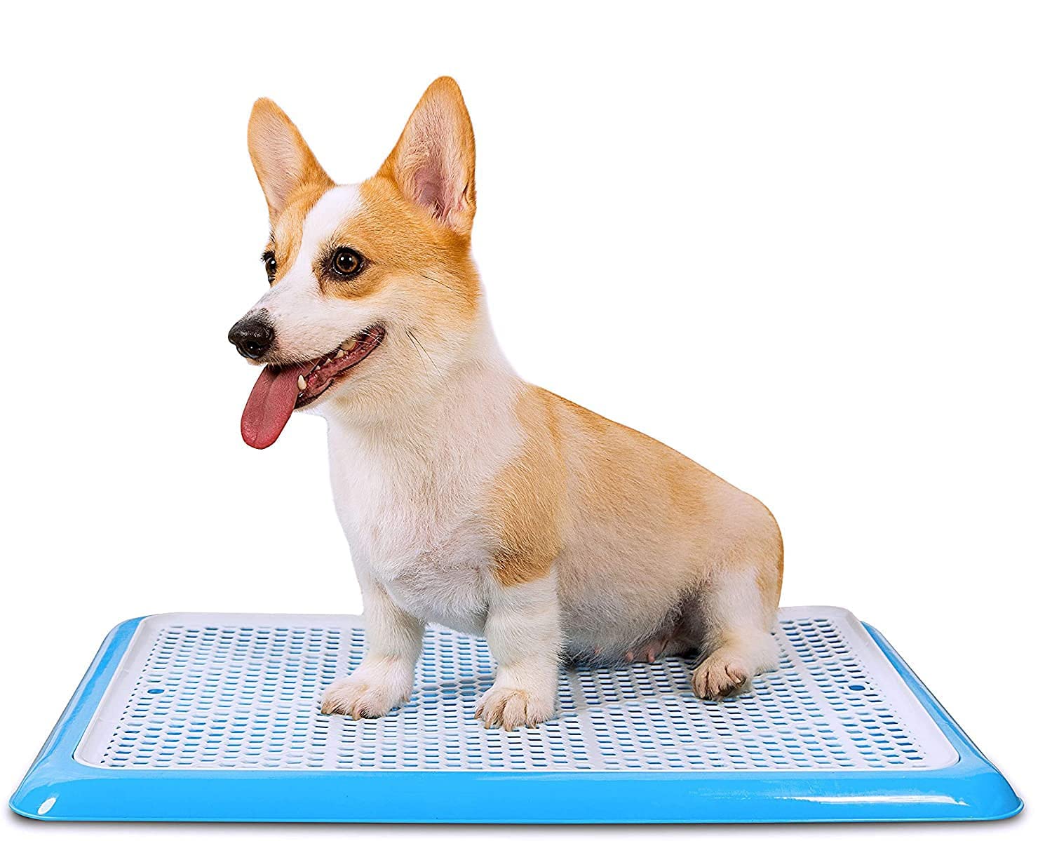 See full amazon price history chart for WOWOBJECTS® Dog Poop Tray, Puppy Pee Pad Holder, Dog Pet Potty Indoor Training Mesh Toilet Regular Clean Litter Tray Pan Training Pad Holder - Keep Paws Dry & Floor Clean (Navy Blue) WOWOBJECTS® Dog Poop Tray, Puppy Pee Pad Holder, Dog Pet Potty Indoor Training Mesh Toilet Regular Clean Litter Tray Pan Training Pad Holder - Keep Paws Dry & Floor Clean (Navy Blue) (B0D1138TFC) Amazon Price History, Amazon Price Tracker