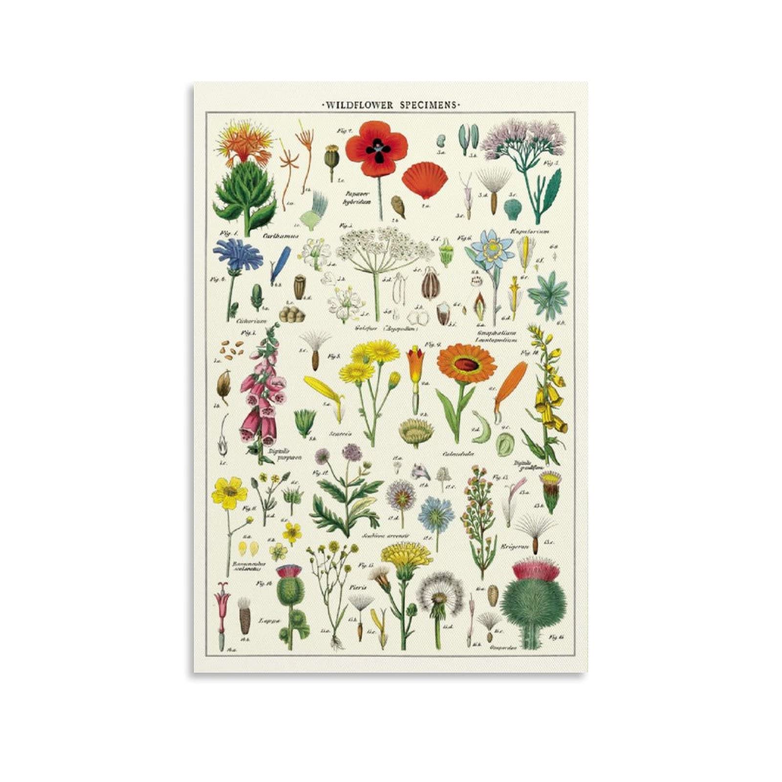 Amazon.co.jp: ヴィンテージ 野生植物ポスター 植物 野生の花 標本