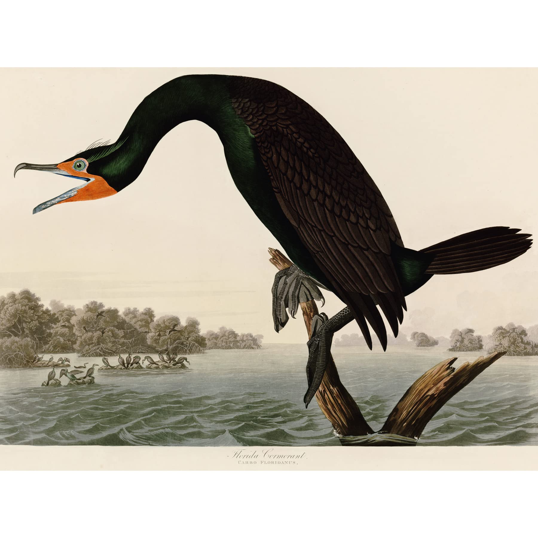 Artery8 Audubon Birds Florida Cormorant Painting Large XL Wall Art Canvas Print