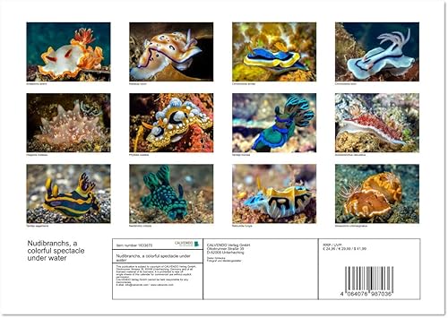 Miniatura 3 de Nudibranchs, un colorido espectáculo bajo el agua (calendario mensual de pared 2022 11.4 x 16.1 in (abierto))