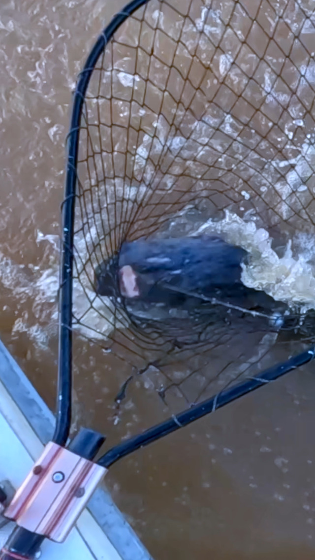 Amazon.com : Catfish Pro Fishing for Fun Spinning Reel | Already Spooled with 20 LB Mono Fishing Line | Easy to Use Reel to Catch Fish : Sports & Outdoors Amazon.com : Catfish Pro Fishing for Fun Spinning Reel | Already Spooled with 20 LB Mono Fishing Line | Easy to Use Reel to Catch Fish : Sports & Outdoors