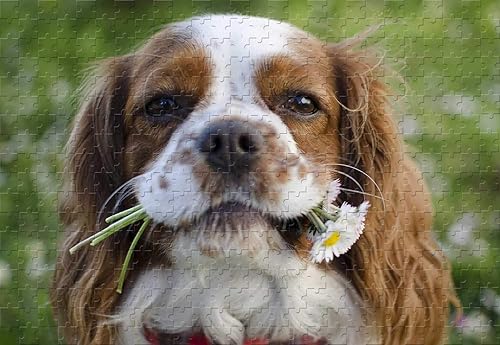 Cavalier King Charles Spaniel with Flowers in His Mouth - Rompecabezas de madera de 20.6 x 15.1 pulgadas con flores en la boca, regalo de