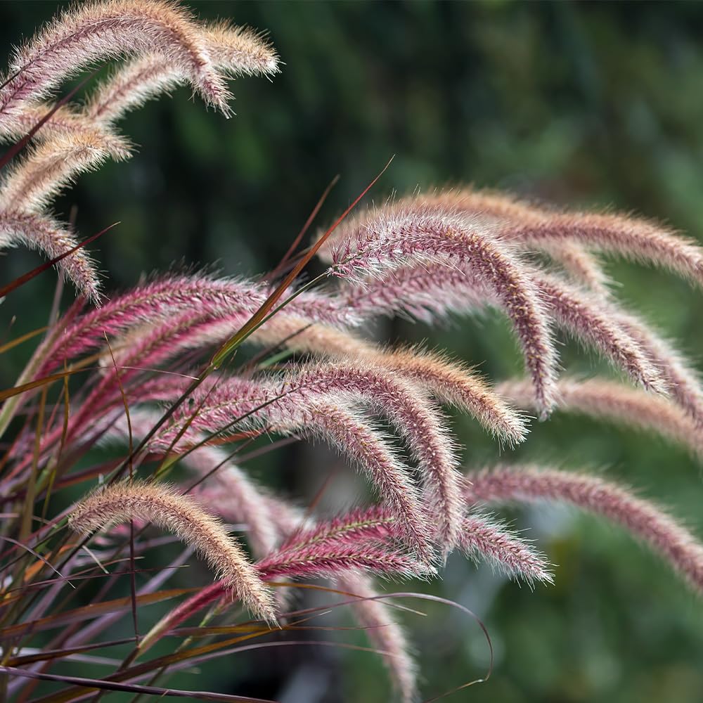 特大ペニセツム  セタケウム ☆パープルファウンテン☆入荷しました♪ 特大ペニセツム セタケウム ☆パープルファウンテン☆入荷しま