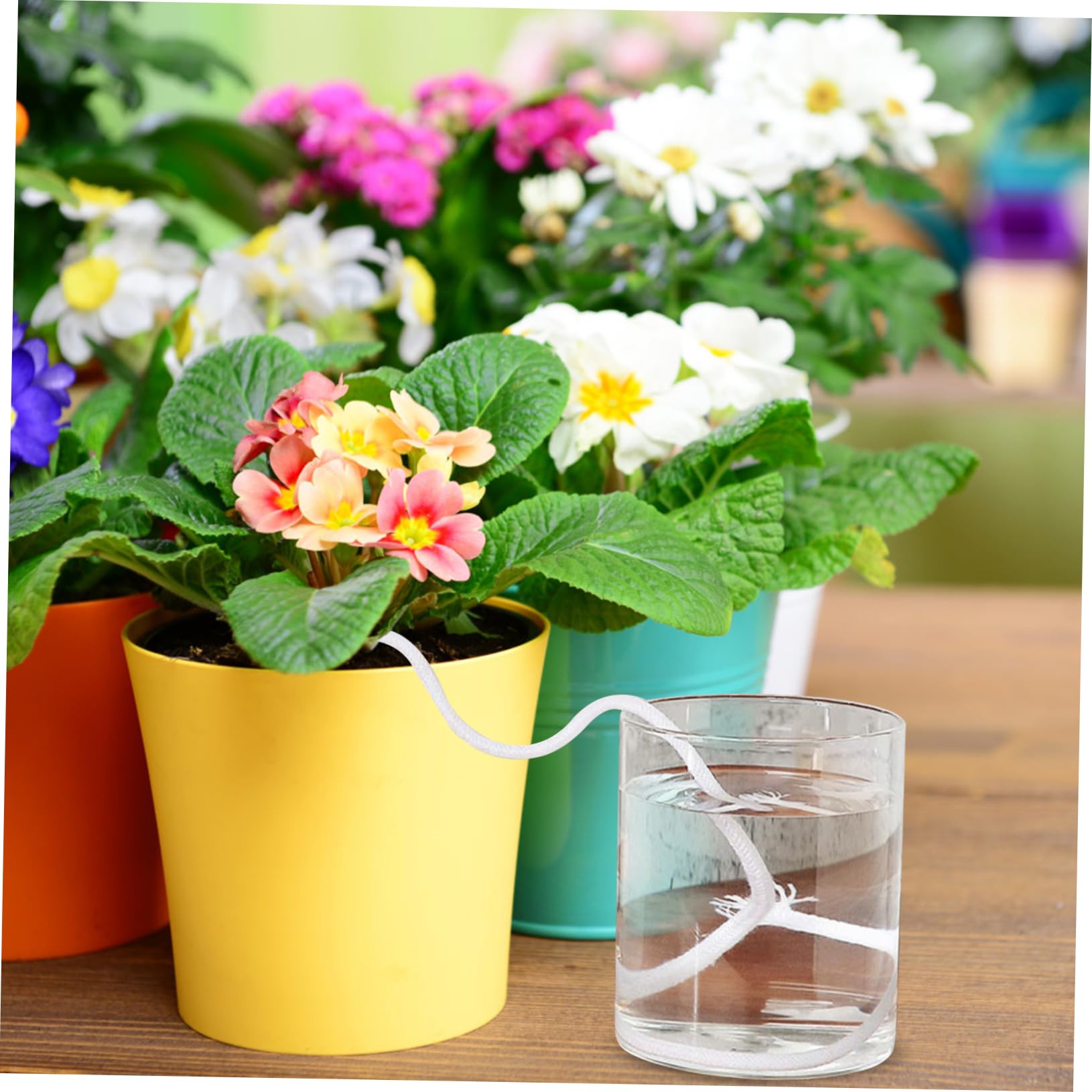 KONTONTY Houseplants Live Indoor 1 Set Automatic Watering Cotton Rope Indoor Planter Pots Potted African Violet Planter Pot Absorbent Cotton Cord Water Drip Cotton Rope White Hydroponics