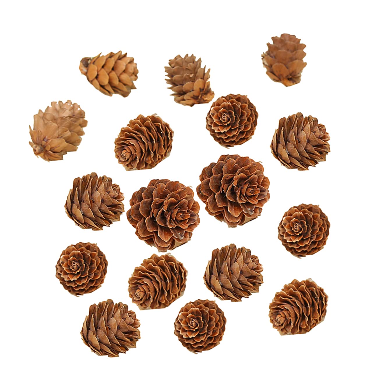 MAGICLULU 210pezzi Pigne Naturali Essiccate di Piccole Dimensioni da Pigne di Pino Secche Ornamenti Vegetali per Decorazioni di Ringraziamento e Natale Materiali per Artigianato