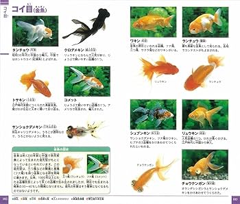 小学館の図鑑 NEO 9冊、ネオポケット1冊 小学館の図鑑 NEO POCKET -ネオぽけっと-水辺の生物 (小学館の