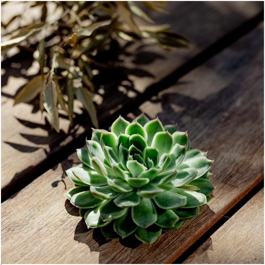 ROOTLESS by Aloe Demi | echte Sukkulent grn ohne wurzel | Echeveria  Pulidonis 12-14 cm - 5 cm | echte Sukkulent Pflanzen | Succulenten |  Kakteen | Sukkulent | Kaktus : Amazon.de: Garten