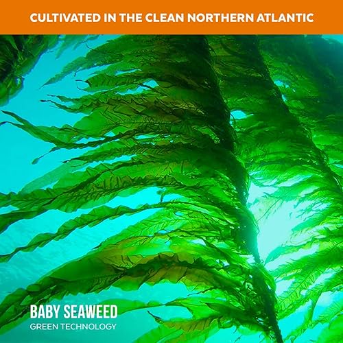 Vista 6 de Copos orgánicos de algas kombu - Algas marinas Young Baby cultivadas en el Atlántico Norte, calidad premium liofilizadas para un mayor contenido