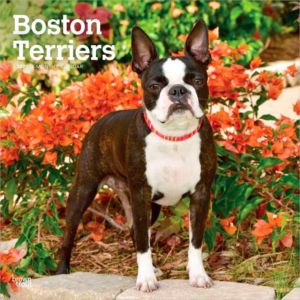 Boston Terriers 2027 12 X 24 Inch (Hanging) Monthly Square Wall Calendar Plastic-Free: Original BrownTrout-Kalender [Mehrsprachig] [Kalender]
