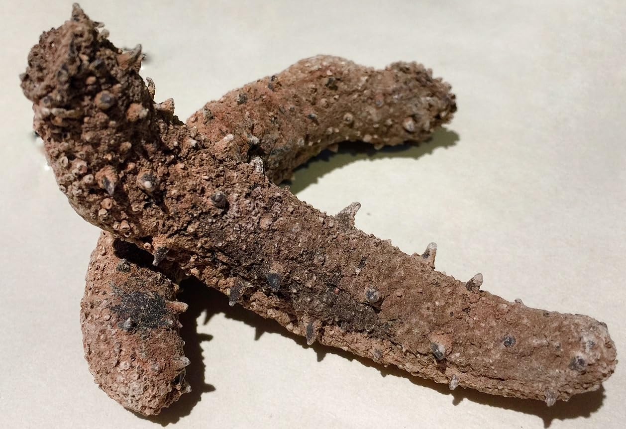 GOLDENSEA-Natural Sun Dried Alaska Red Sea Cucumber 金海堂-野生淡干海参, 阿拉斯加野生红刺参(Medium Size)1lb, Grade AAAA