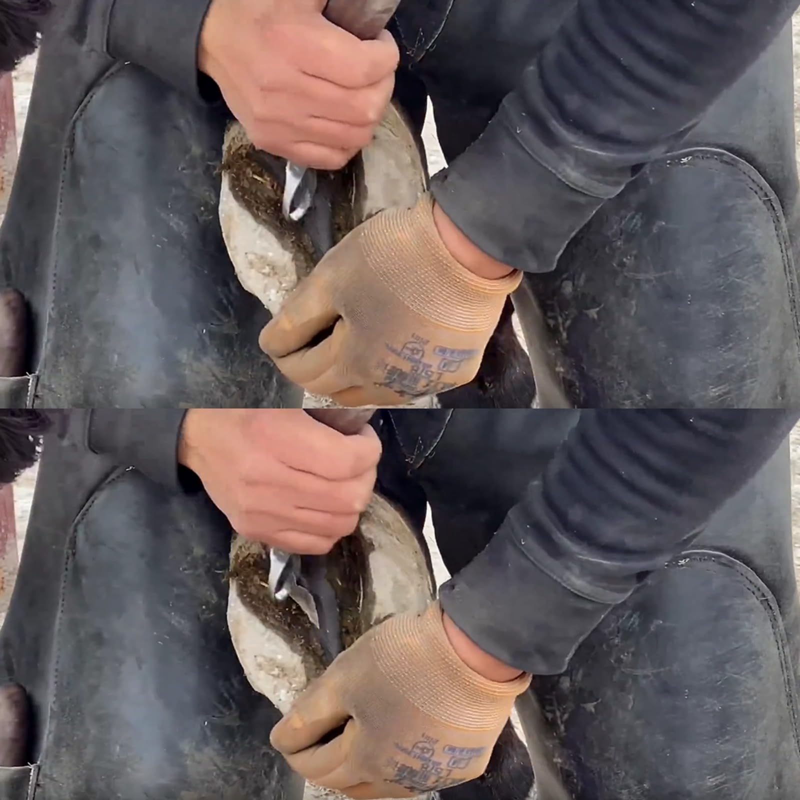 Cisailles à Sabots, Couteau Multi-usages, Lame Acier Inoxydable Manche Bois Caoutchouc, Soins des Sabots pour Chevaux