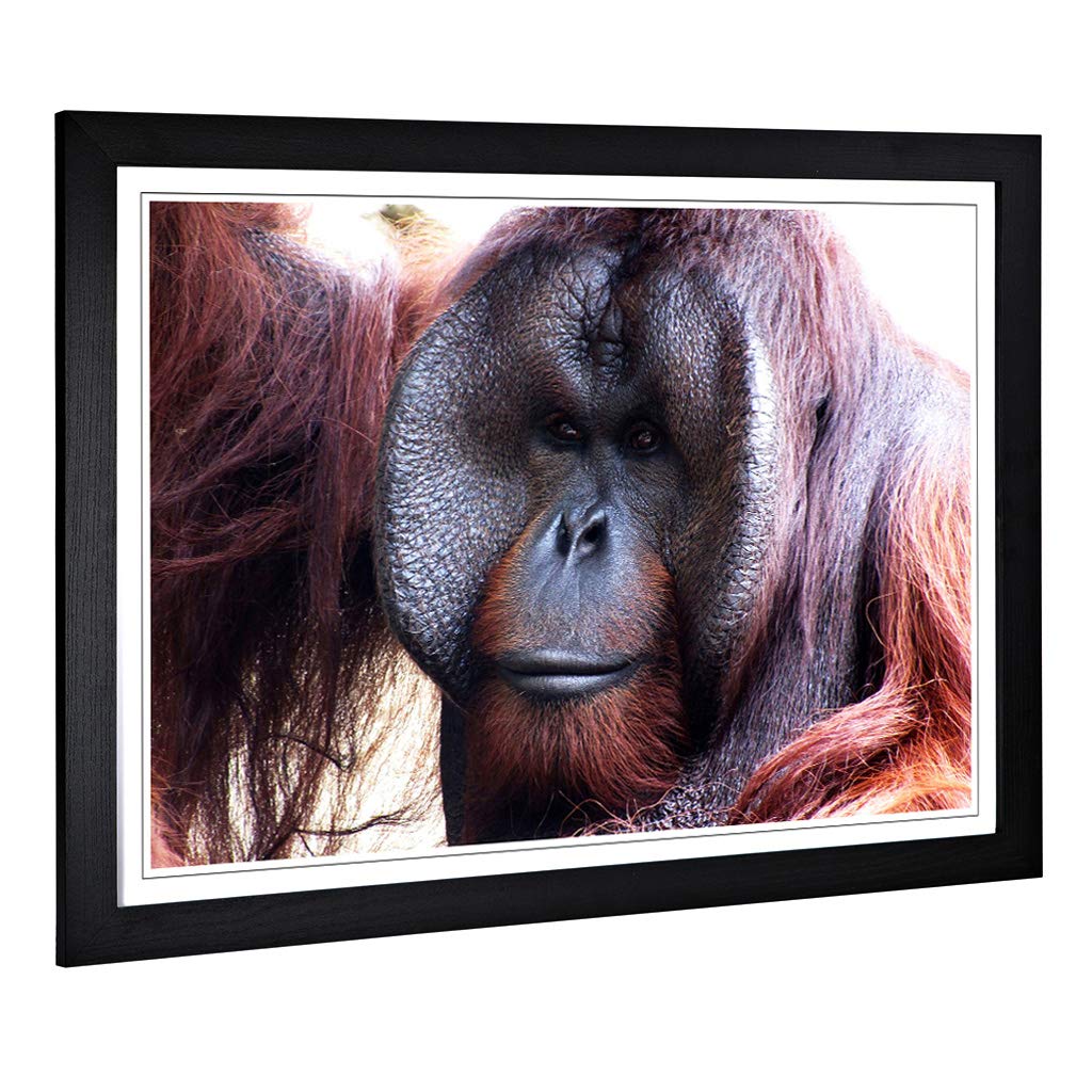 Big Box Art Framed Print of Orangutan Monkey (2) Design | Wall Art Picture | Home Decor for Kitchen, Living, Dining Room, Lounge, Bedroom, Hallway, Office, Black, A2 / 24.5x18 Inch / 62x45cm