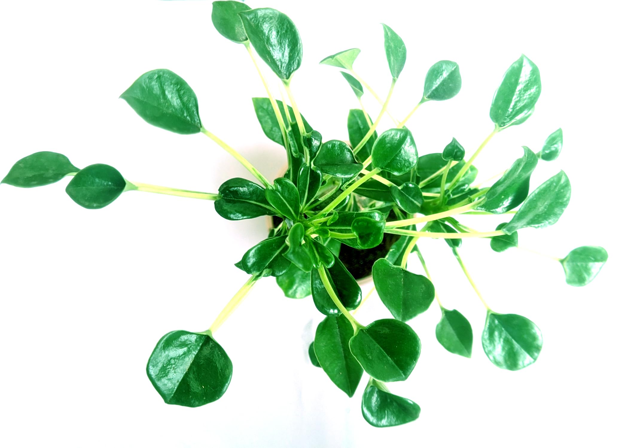 Spoon Leaf Adenium Plant Live With Pot Bosnai Grafted Desert Rose (R437)-image-15