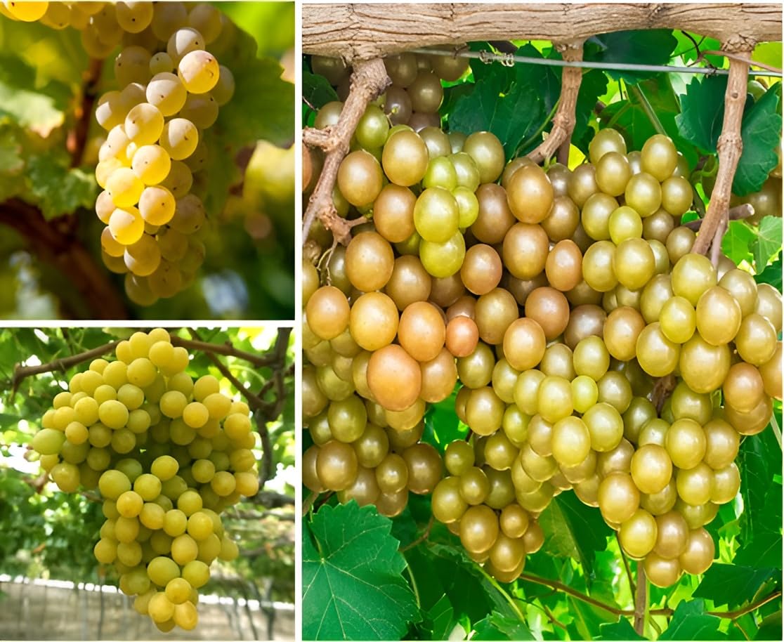 See full amazon price history chart for Green view Exotic Vearity "Riesling Golden|Cotton Candy grapes|Fry Muscadine grape Air Layered plant, Angoor Plant "Special Variety" (Fruit After 1 Year) Green view Exotic Vearity "Riesling Golden|Cotton Candy grapes|Fry Muscadine grape Air Layered plant, Angoor Plant "Special Variety" (Fruit After 1 Year) (B0CYLKPHQ6) Amazon Price History, Amazon Price Tracker