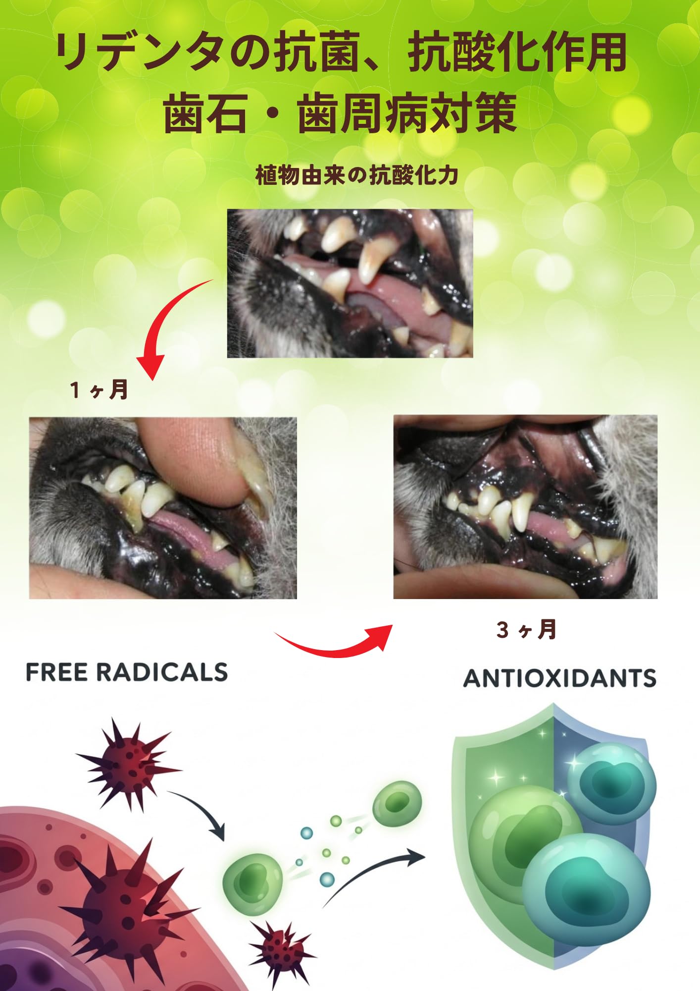 Amazon | ReDenta(リデンタ) 犬猫用・歯石ケアスプレー 50ml