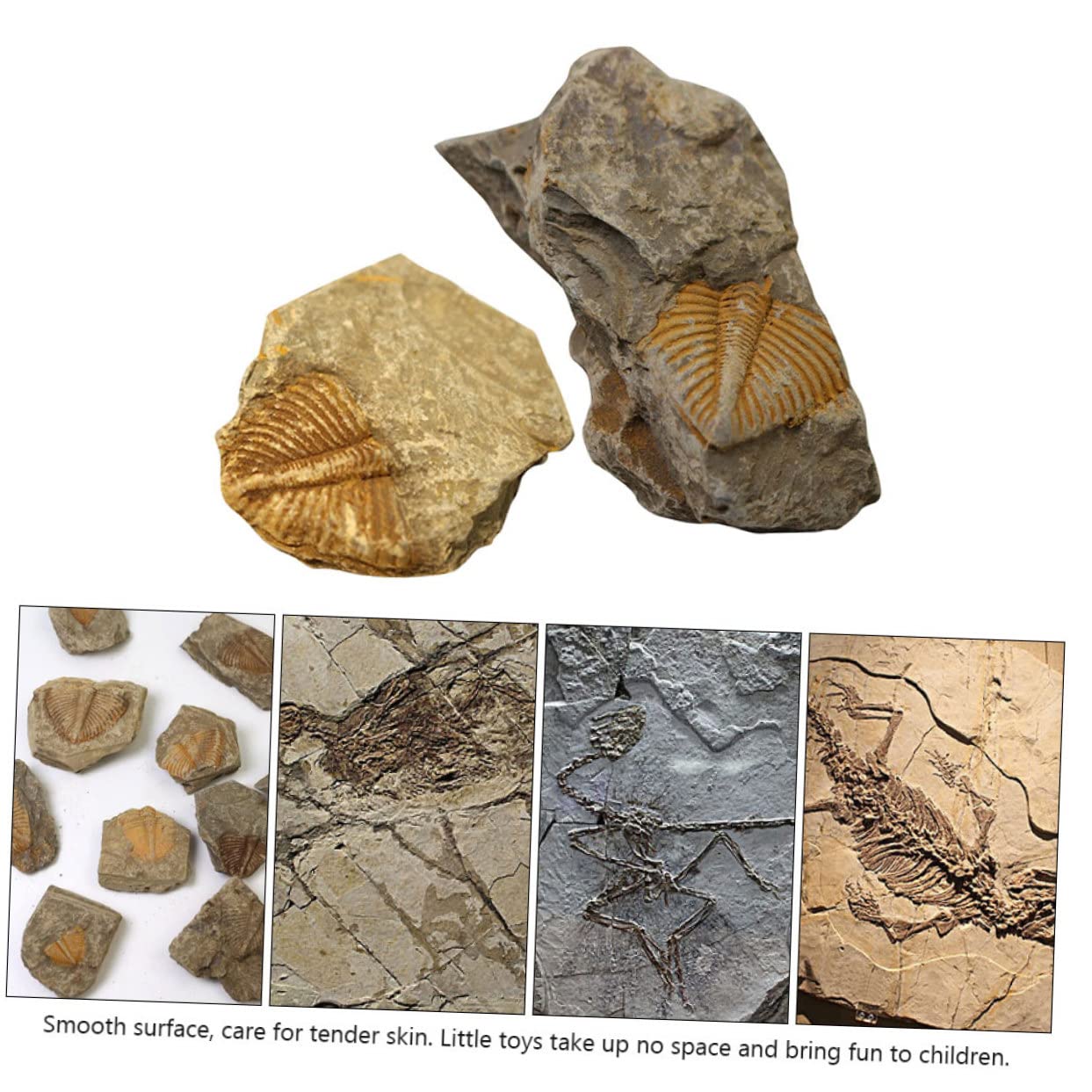 12piezas Kit De Fósiles De Trilobite Para Coleccionistas Herramienta Educativa De Rocas Prehistóricas Para Decoración Del Hogar