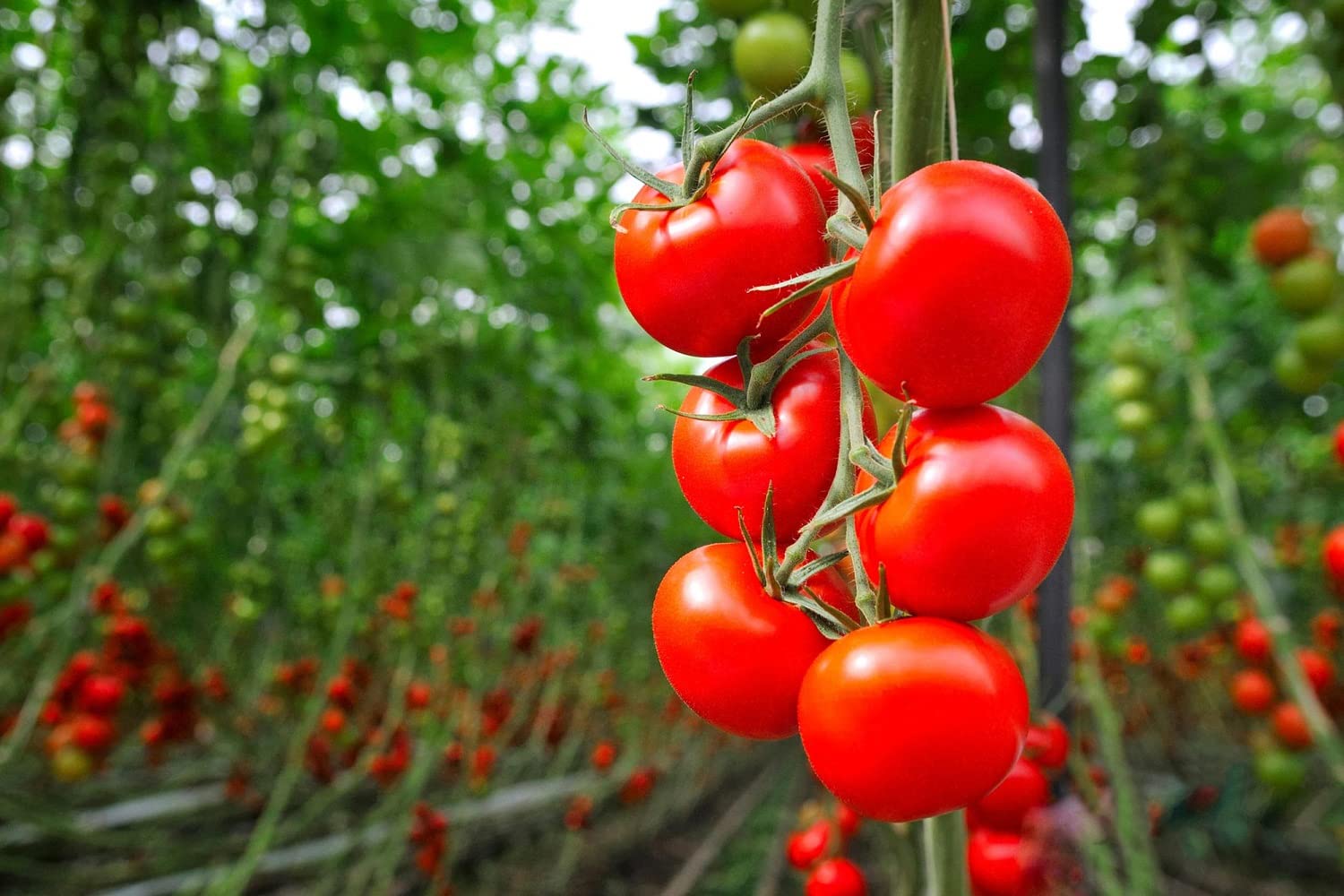 JIGNISHA SEEDS Red Tomato Vegetable Seeds for Rainy Season Seeds Pack Of 50 (B0D6K5KMRH) Amazon Price History, Amazon Price Tracker
