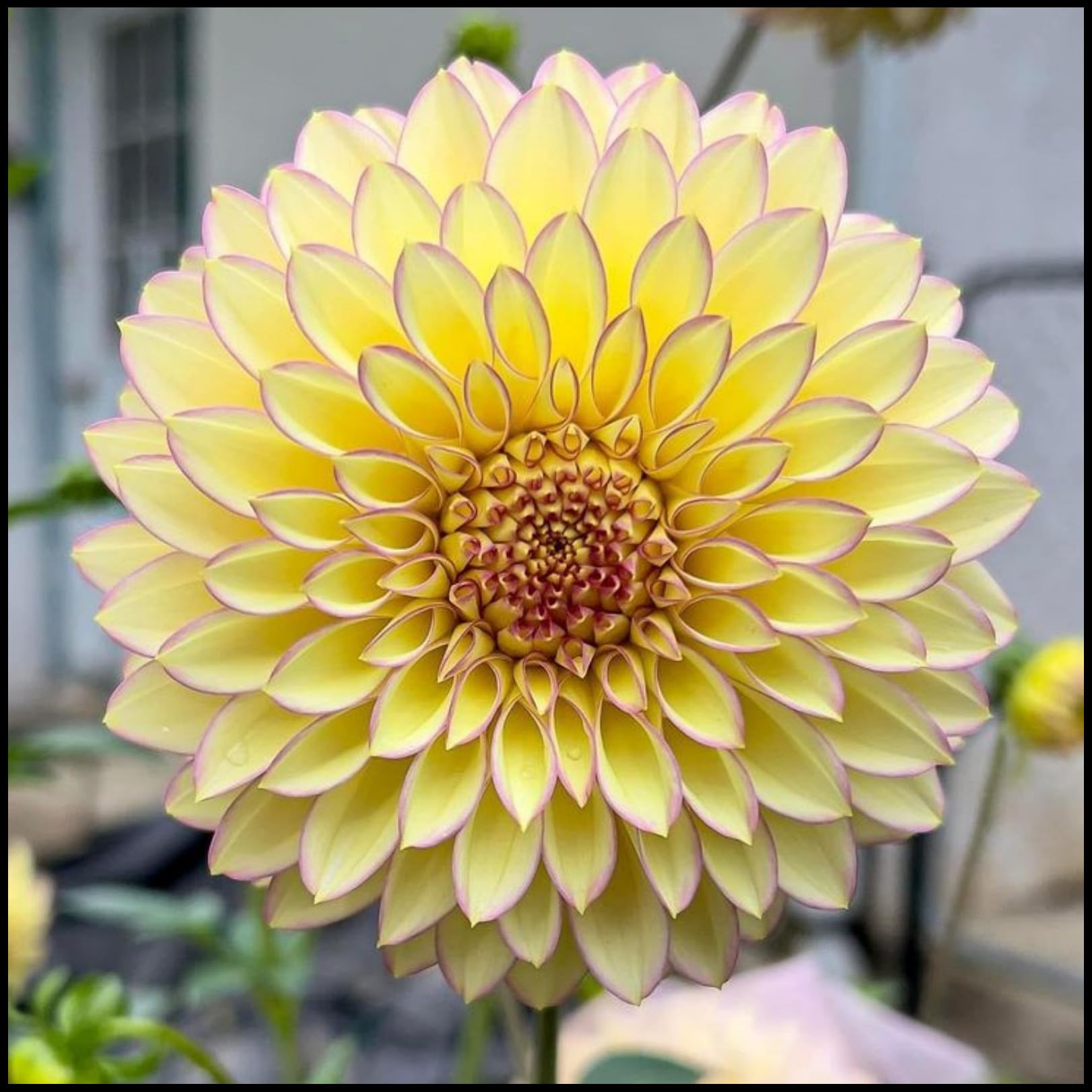 Dahlia Bulbs.Strong Plants That Grow Well Mix Golden Jade Carving Feels Beautiful//。Mix-CXXFGFT.-6 Bulbs-D