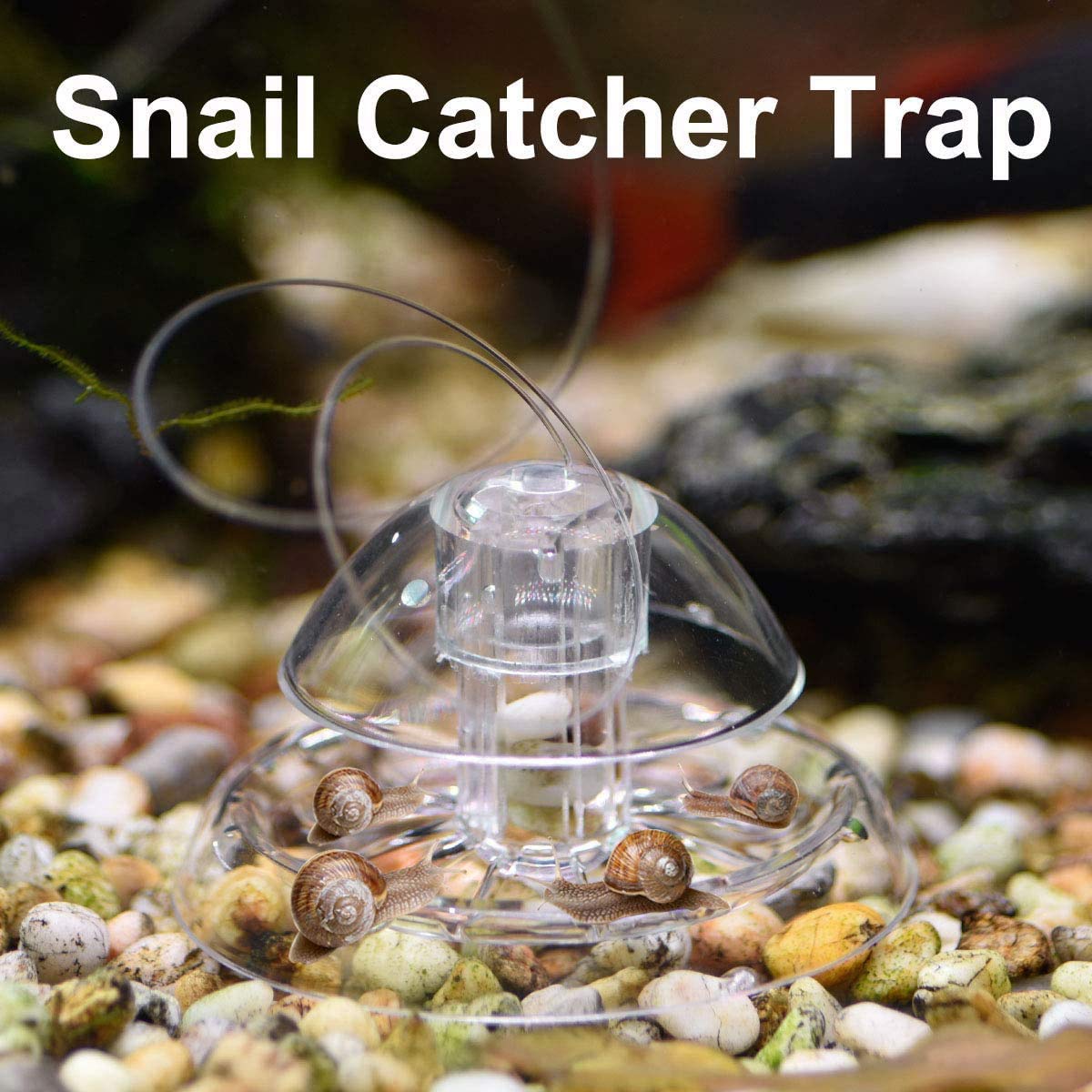 2 Pezzi Trappola per Lumache per Acquario Acquario Plastica Trasparente Trappola per Lumache Acquario Piante Planarian Sanguisuga Catcher 6 Cm