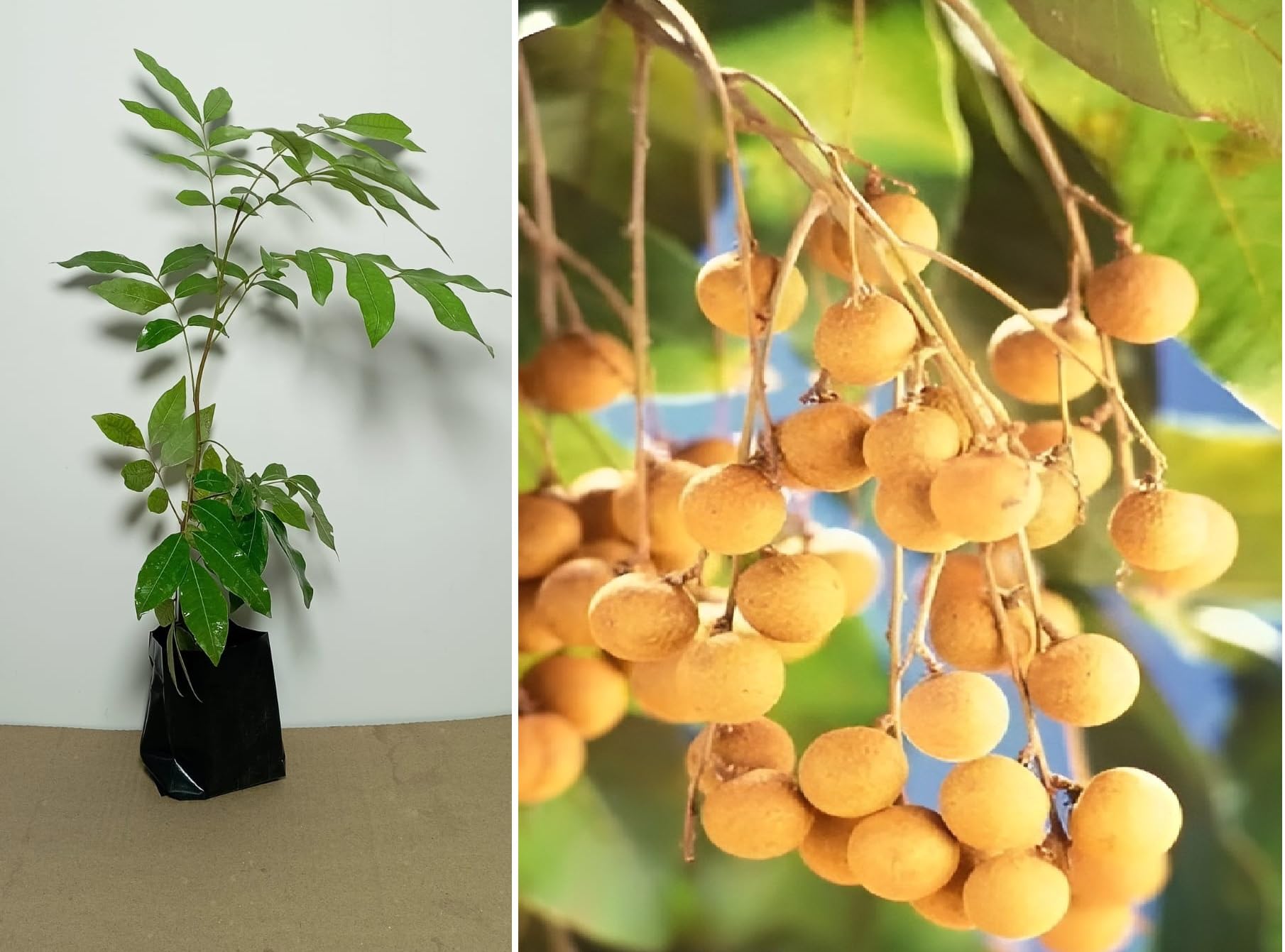 Green view Longan Lichi Sweet Fruit Plant Air layered/Grafted Dragon Eye Fruit/Aish Plant Ash Hybrid Green (Dragon Eye) (B0CH8KDN2C) Amazon Price History, Amazon Price Tracker