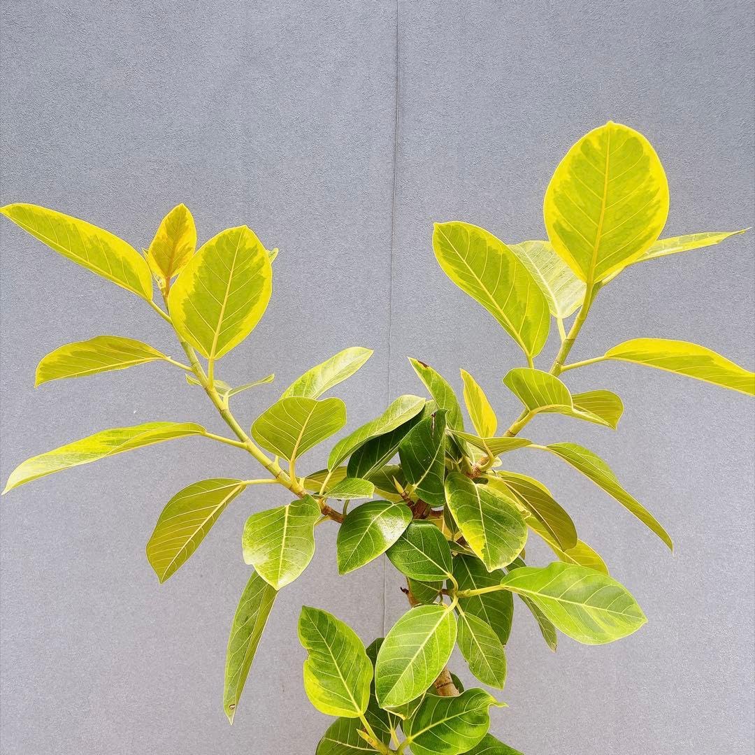 現品　フィカス　ゴムの木　アルテシマ　曲がり　2番　観葉植物　インテリアグリーン Amazon.co.jp: フィカス ゴムの木 アルテシマ 曲がり 観葉植物