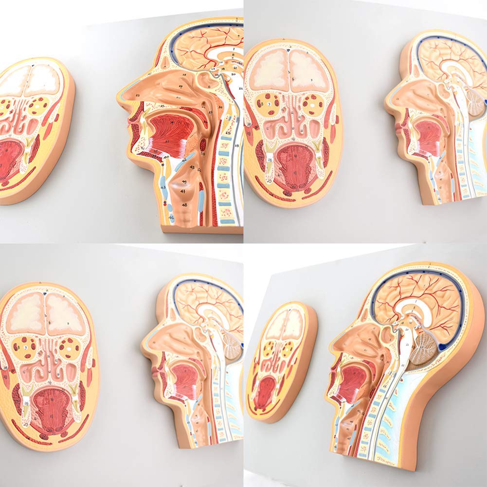 Modèle Anatomique De La Tête Humaine, Modèle De Section du Milieu De La Tête Et du Visage, Recherche Et Apprentissage Médicaux, Meilleur Produit Éducatif