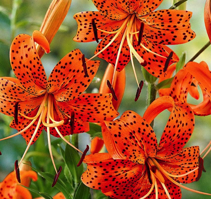 Tiger Lily Lilium Perennial. Grows to 4 feet. Super Hardy Zones 3-9. Pollinator