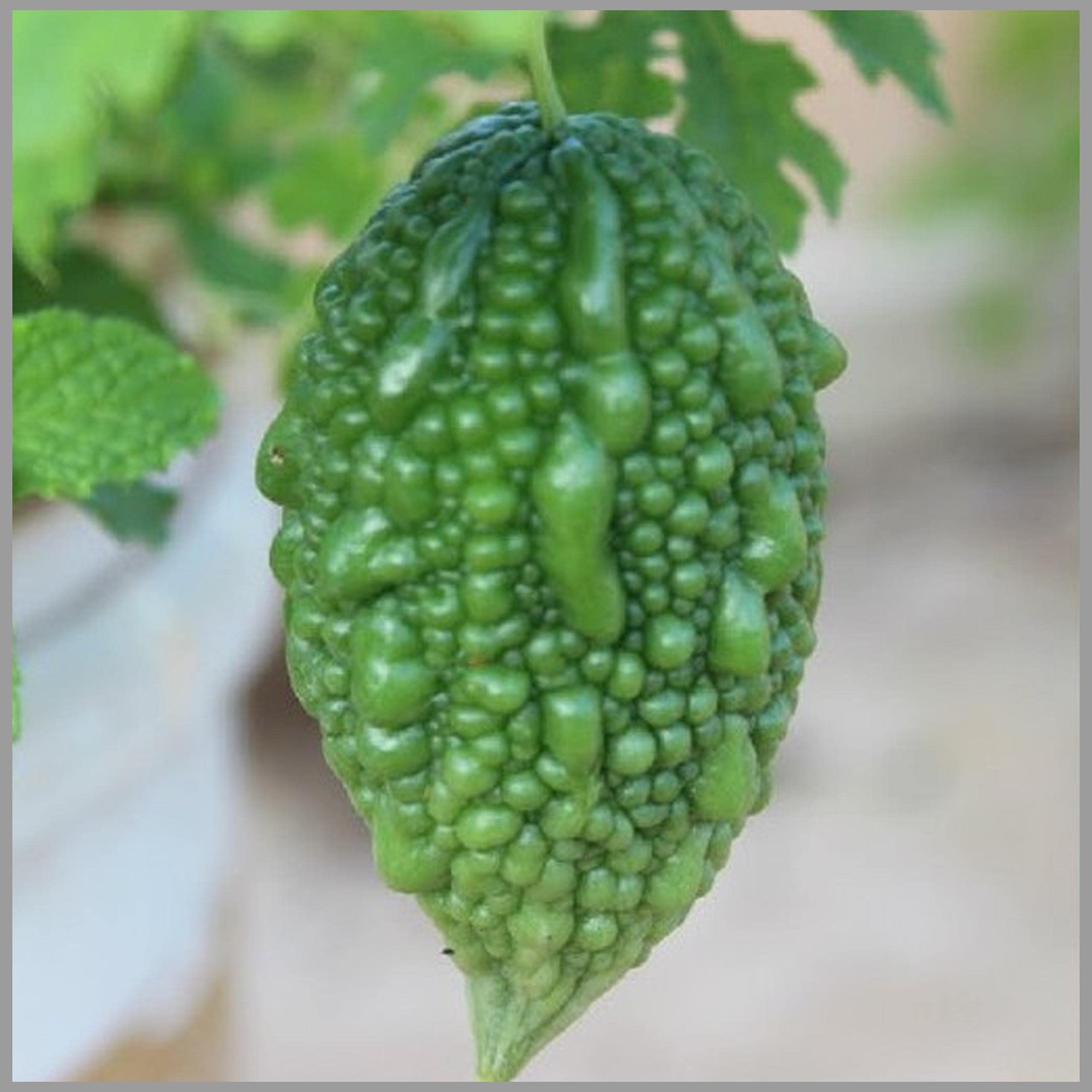 Bitter Gourd Small (Pavakai/Karela) Seeds (Pack of 20 Seeds) - GardenHunt (B0882M3B4R) Amazon Price History, Amazon Price Tracker