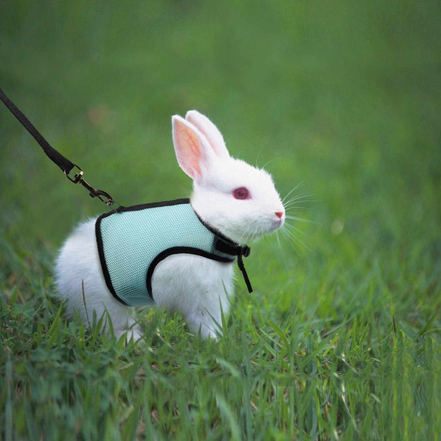 bunny leash amazon