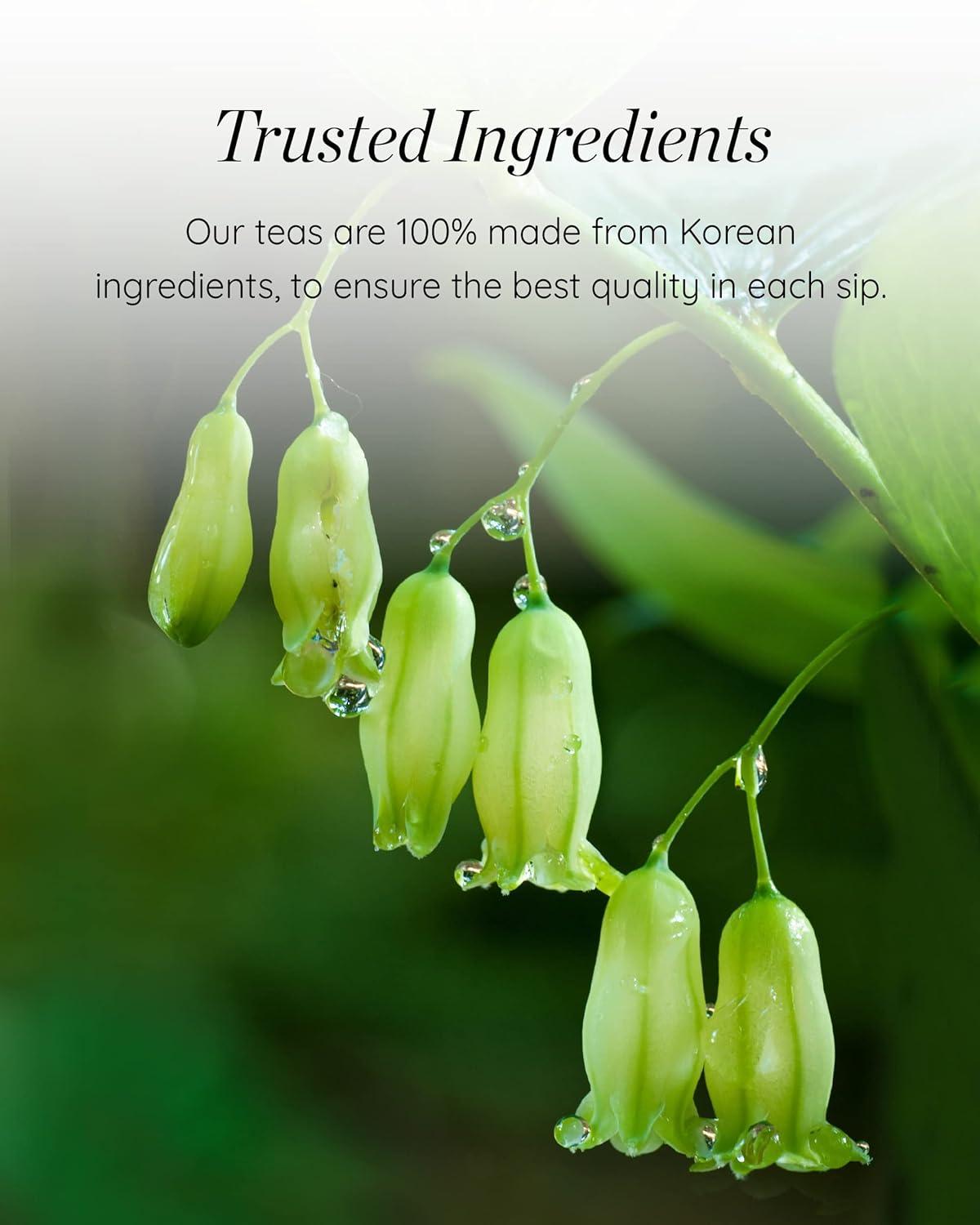 SEMPIO Solomon's Seal Tea - Earthy, Robust Drink for All-Day-Long. Sugar-Free, Caffeine-Free (20 Tea Bags, Pack of 1) - Image 5