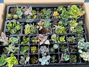 Amazon.co.jp: 多肉植物詰め合わせ セダム 多肉植物寄せ植え