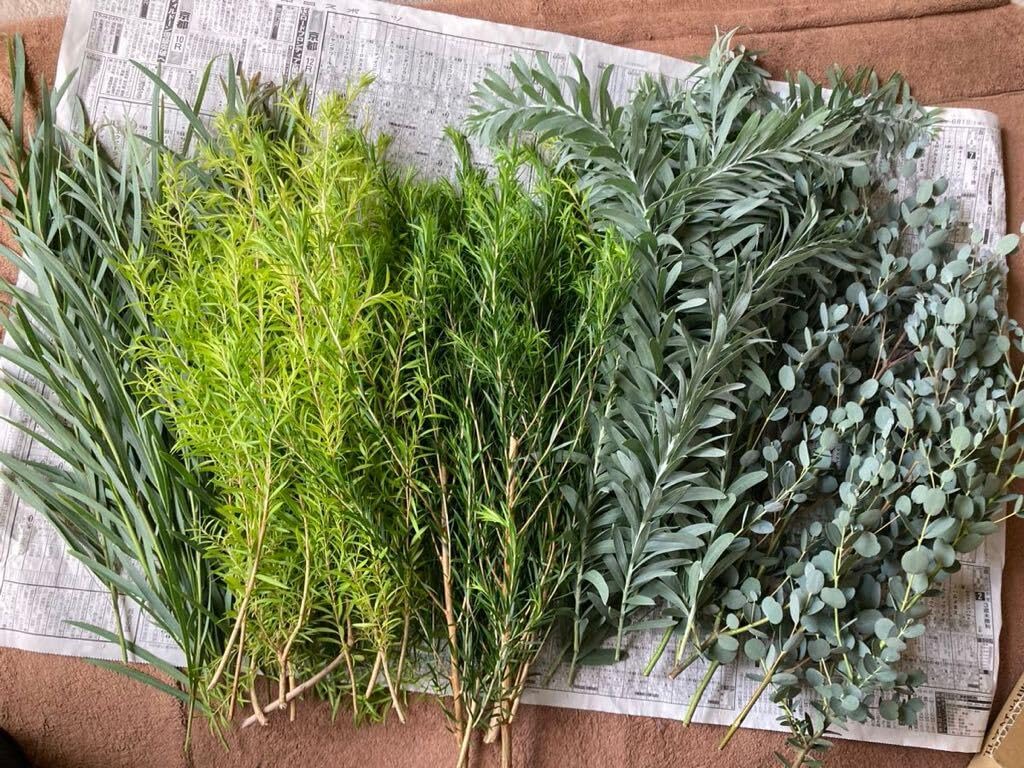 ❈ ユーカリ ❈ フレッシュ ❈ ドライ ❈ Amazon | ユーカリ ティーツリー ブルーブッシュ フレッシュ