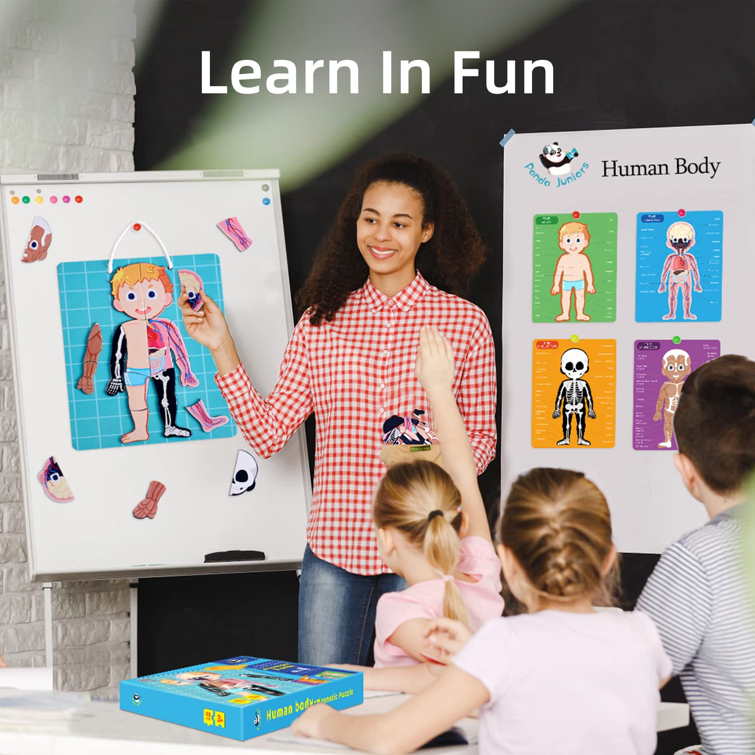 Human Body Model Realistic Human Anatomy Display Toys 48 Pieces Grades 3 Ages 8