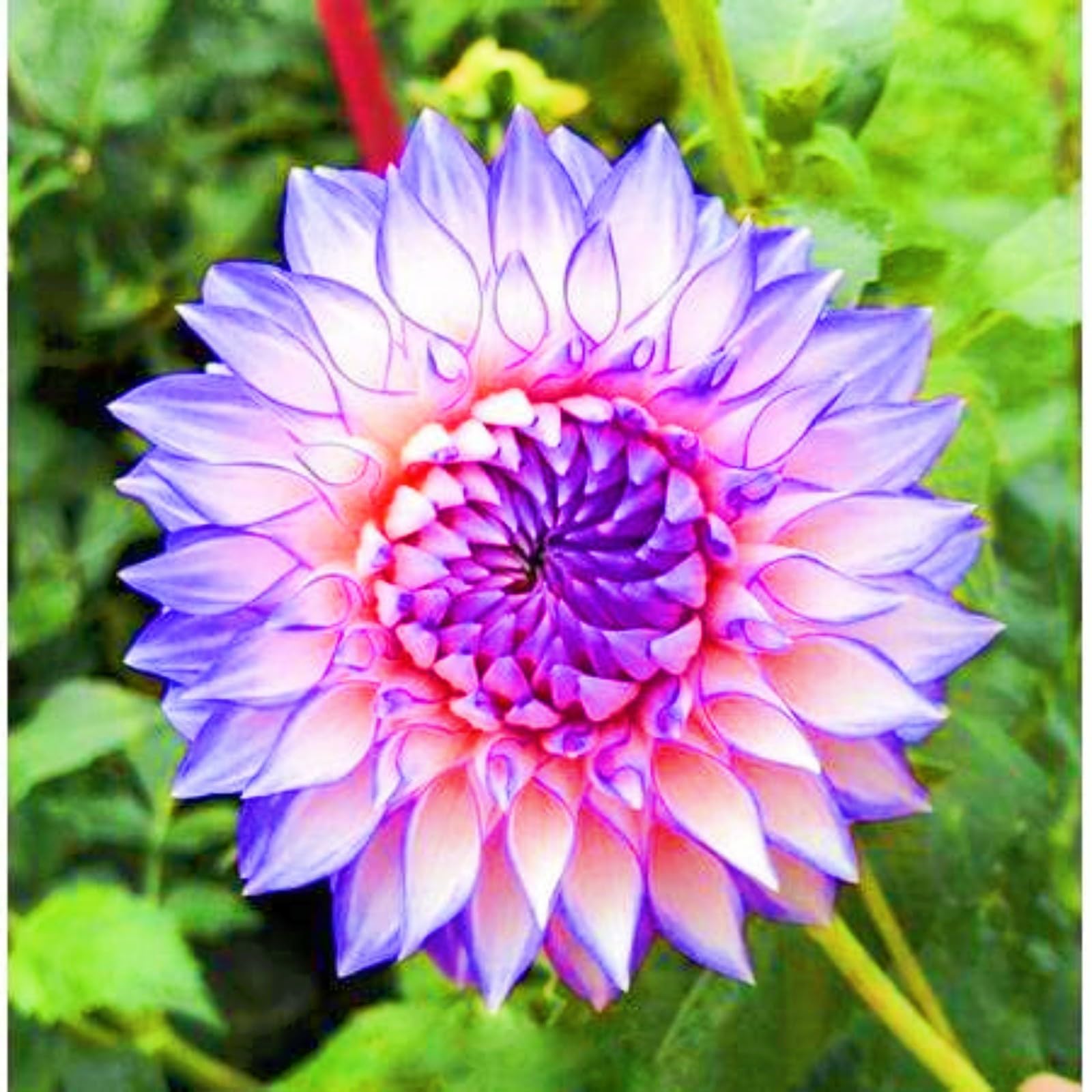 Best Gift Dahlia Bulbs UK Rare Plants Dahlia tubers Easy to Grow(Wedding Flowers,Plant Bulbs)-8bulbs-f