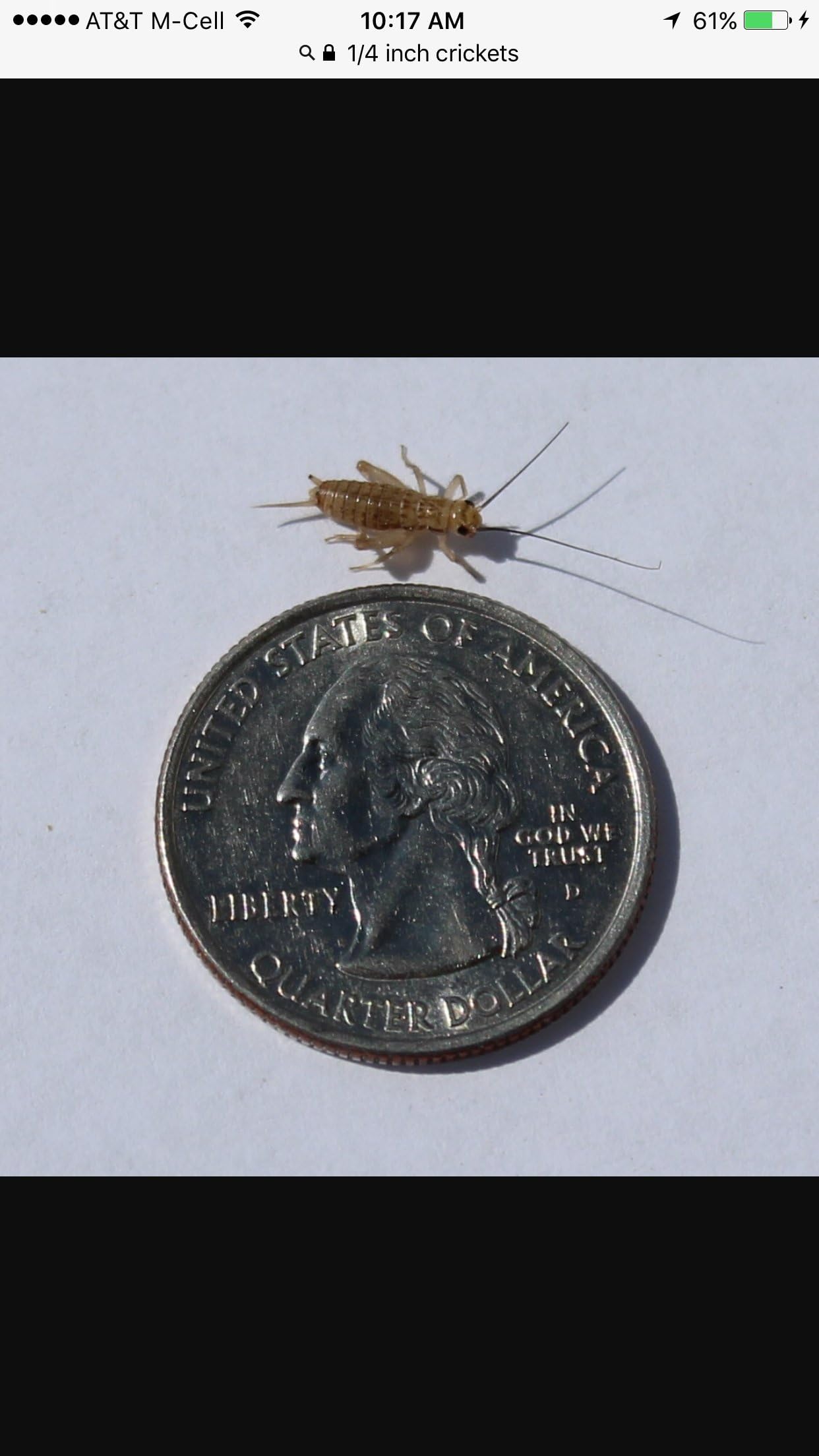 100 Live Banded Crickets (Pinhead (1/16"))