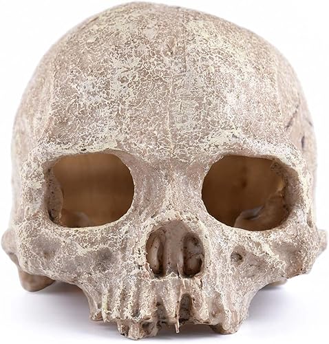 Carefree Fish Acuario Decoración Cráneo Cabeza de tanque de peces esqueleto acuario decorativo cueva paisaje mascota reptil casa disponible en Yaxa Peru