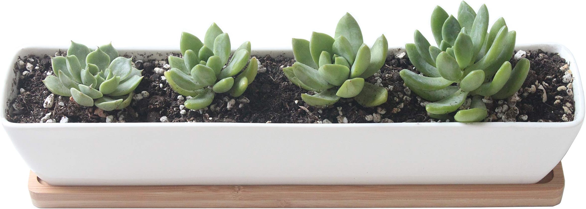 Rectangle White Ceramic Plant Pot Cactus Succulent Planter Small Flower Container with Bamboo Saucer/Tray for Indoor Outdoor Office Home