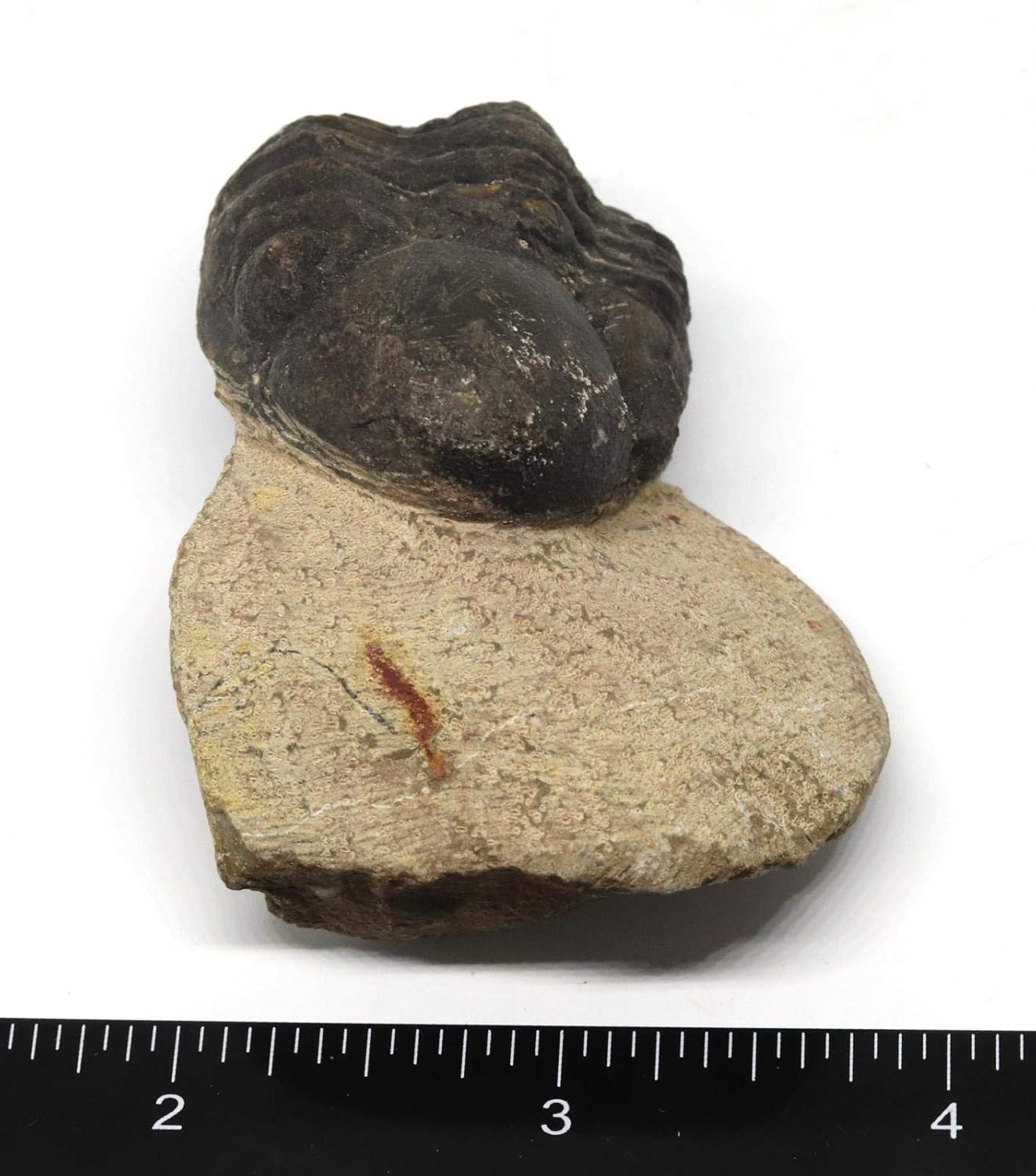 Reedops Trilobite Fossil Morocco 390 Million Years Old #15213 7o