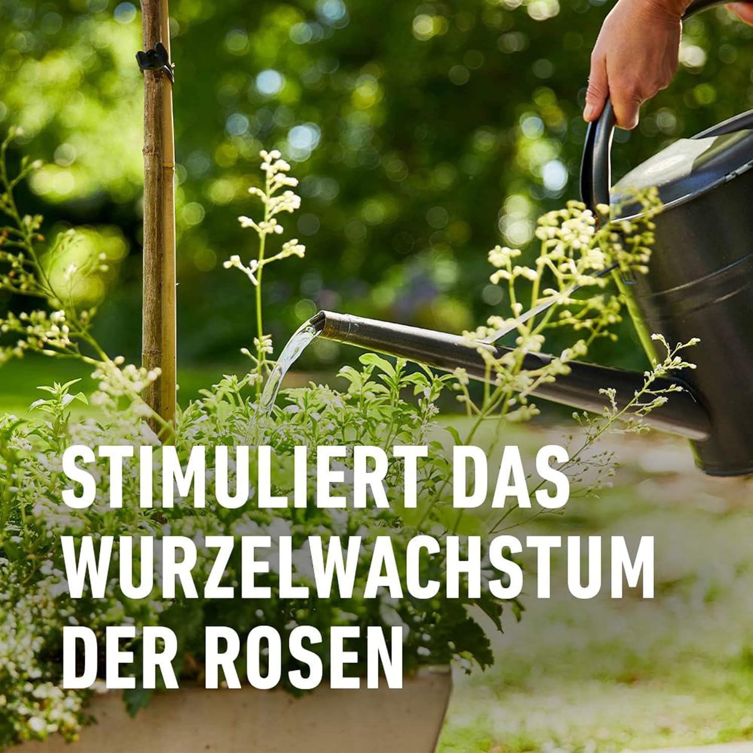 Compo 1456012 1 Litre Engrais Rose – Multicolore