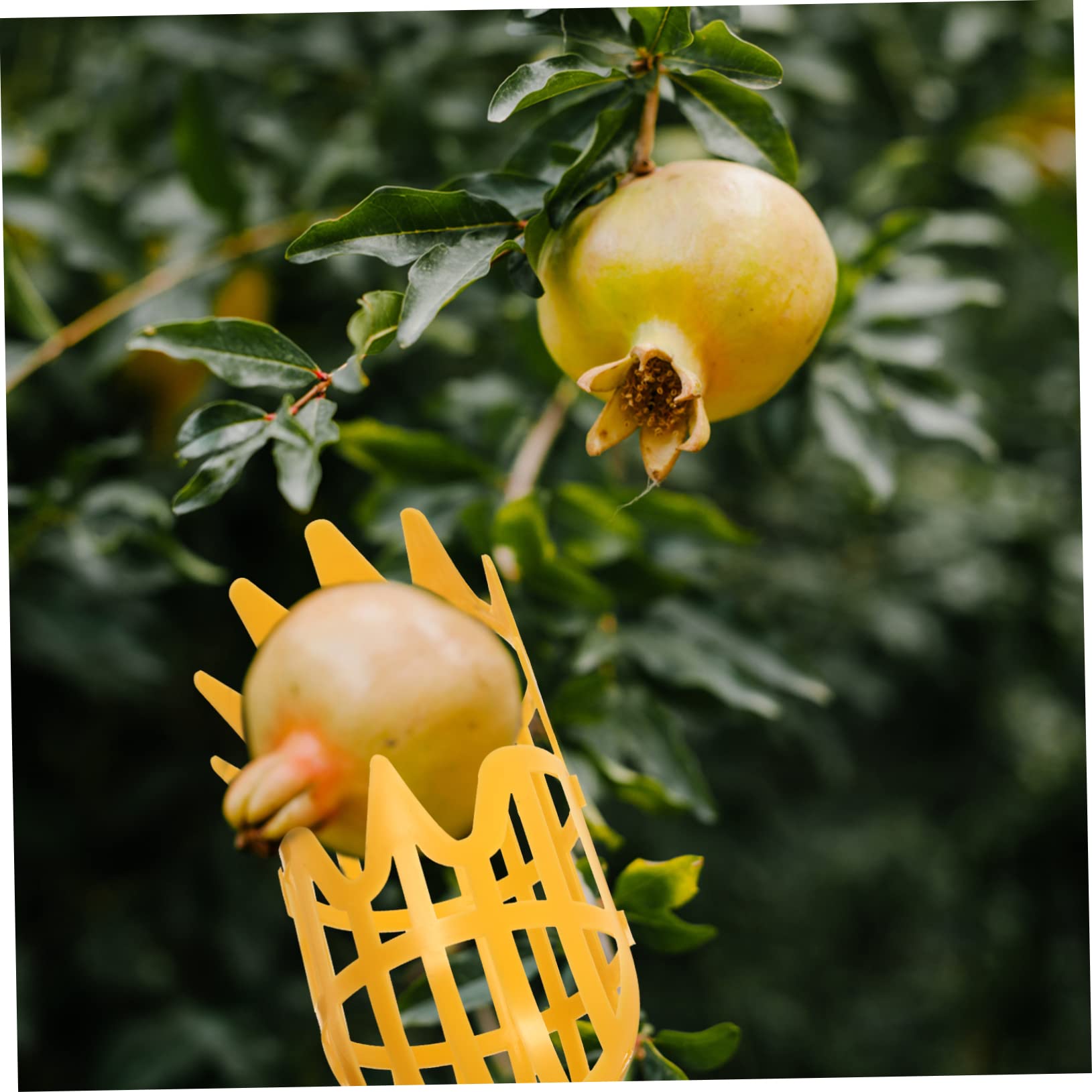Sosoport 6pièces Cueilleur De Fruits Professionnel Outil De Récolte Pratique pour Fruits Ramassage Dommages pour Pêches Et Baies Outil Légers Et Ergonomiques