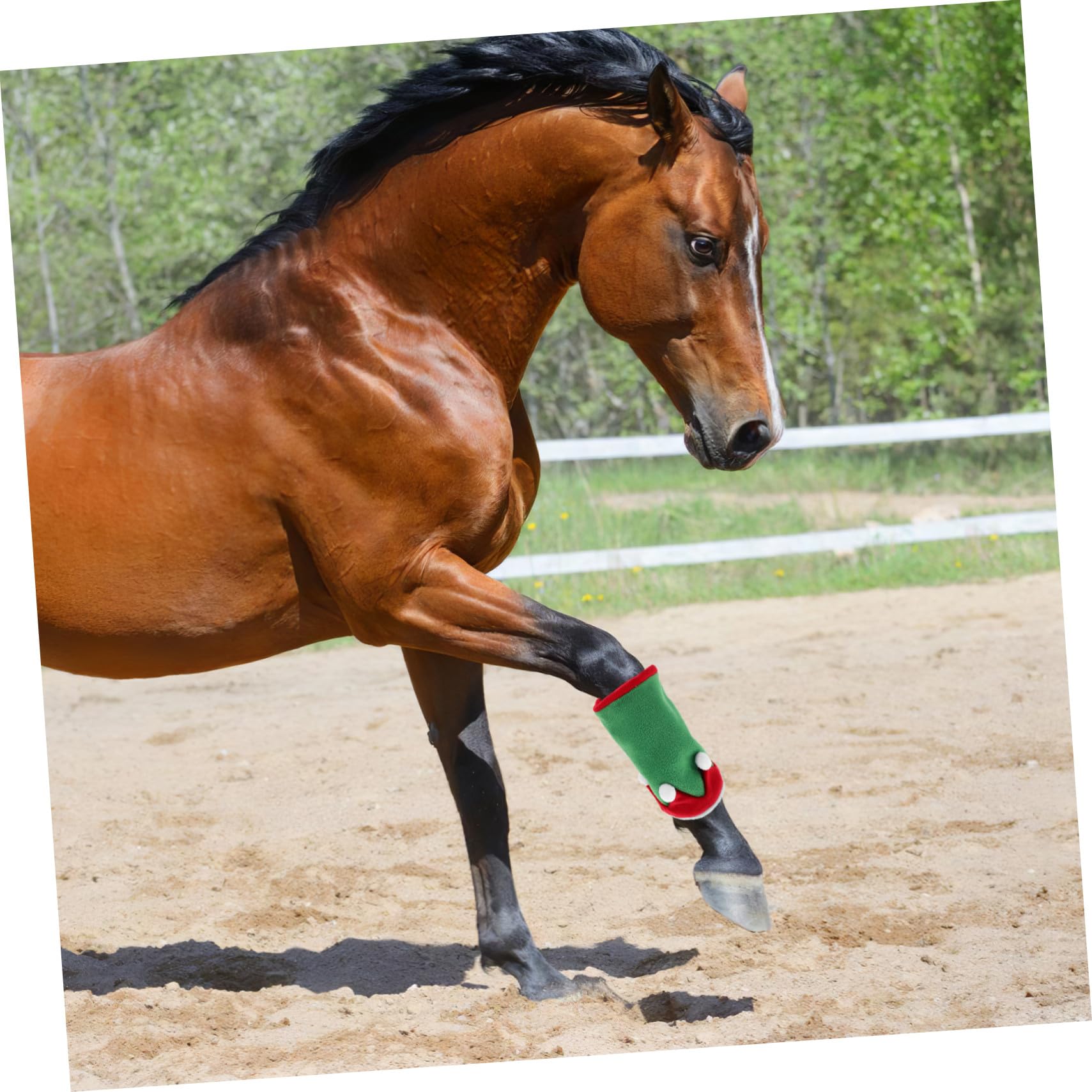 Fasce per Gambe del Cavallo e Cappello da Elfo Natalizio Accessori per Costumi da Cavallo Decorazioni per Feste di Natale