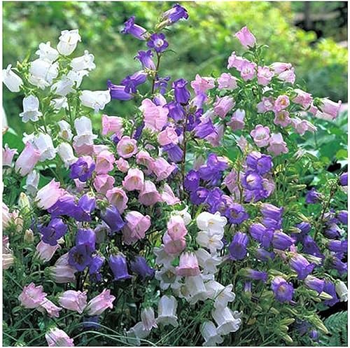 Miniatura 2 de Canterbury Bells Mix - 1200 Semillas