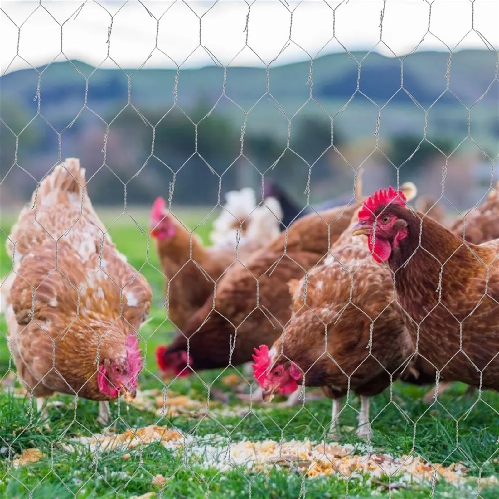 10 m kompozycja kwiatowa siatka druciana z kurczaka żelazo świecące dekoracje siatkowe materiały siatkowe ogrodzenie woliera rośliny kwiatowe warzywa dla drobiu zwierząt domowych kurczak ogrodzenie