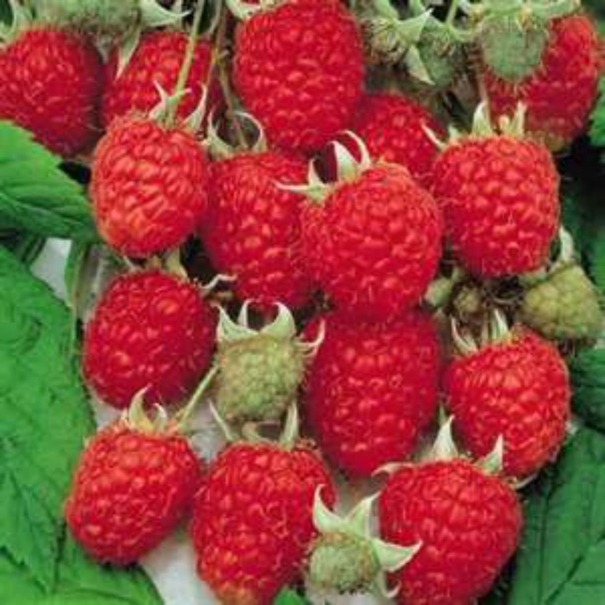 Jumbo Red Raspberry Bush Seeds! SWEET! COMBINED S/H! See Our Store!