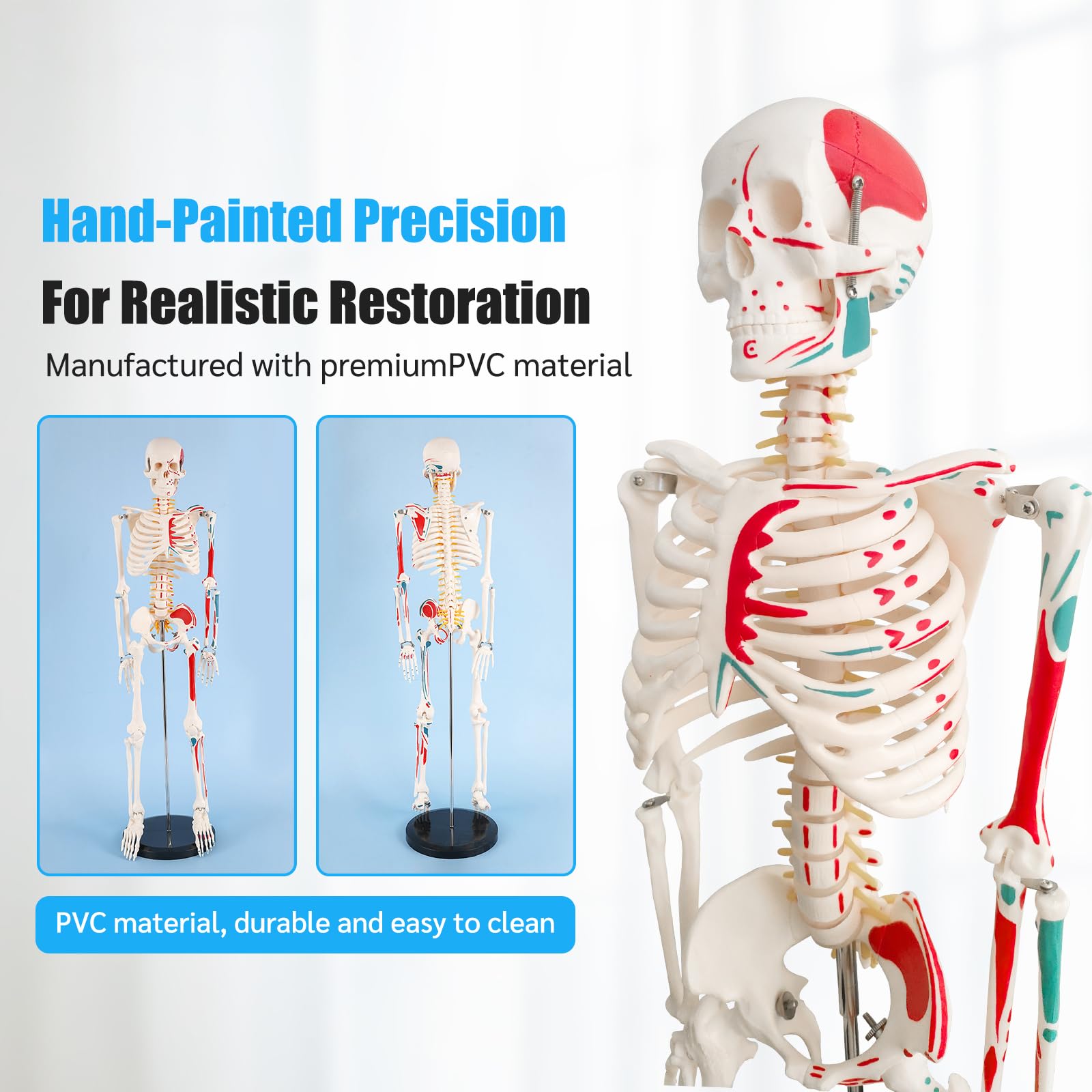 Mini Skelett 85cm mit Muskelfärbung, Kleines Skelett Anatomie Modell, Stehendes Menschliches Skelett-modell für Studenten bzw Medizin Studium (Skelett Farbig 85cm)
