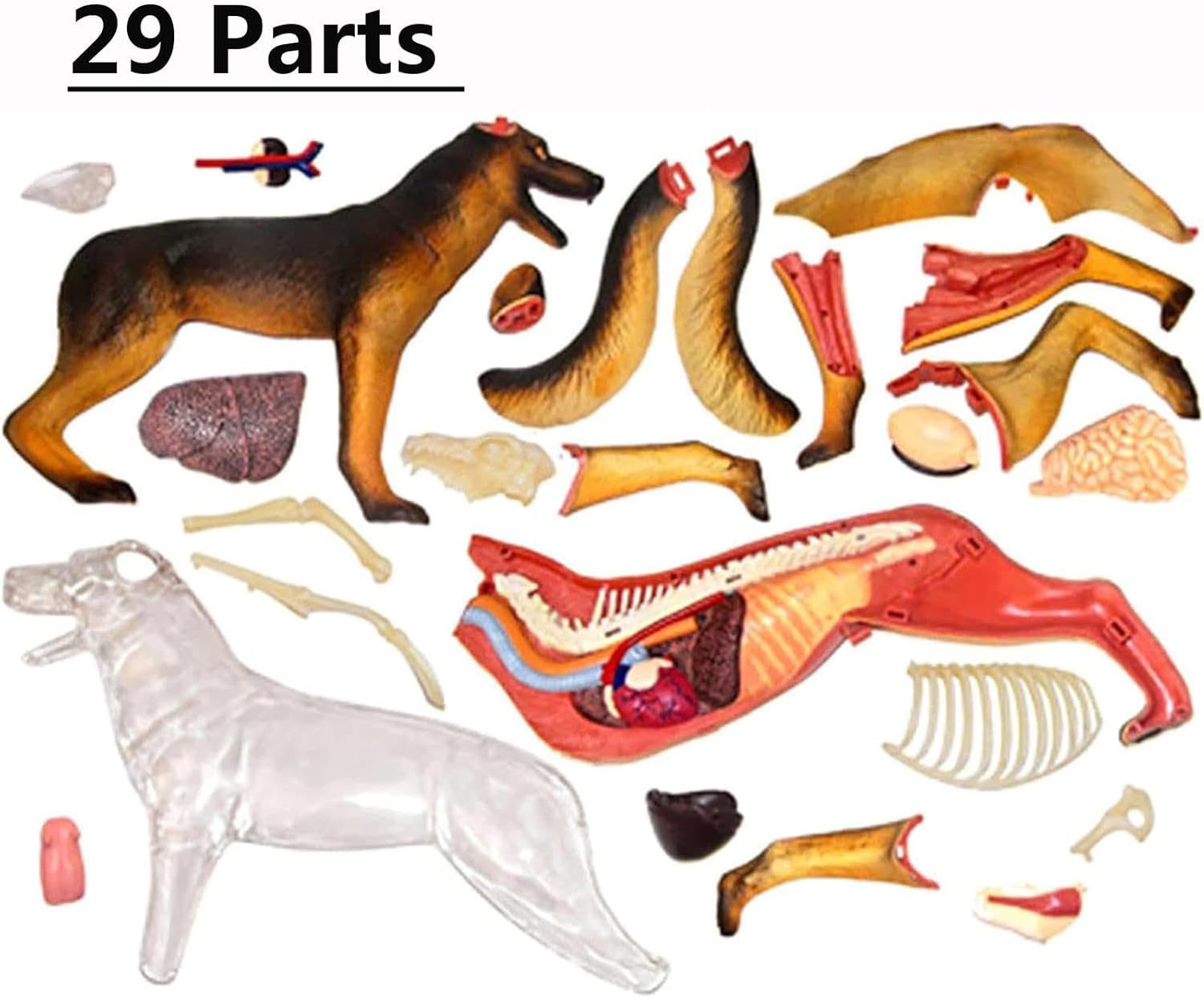 4D Vision Dog Anatomy Model, Wolf Dog Skeleton Anatomy Assembly Model, 29 Pieces Detachable Organs Parts for Animal Teaching Demonstration